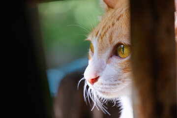 Curious Cat: A ginger cat with piercing yellow eyes peeks through a wooden fence, its gaze fixed on something beyond the frame.