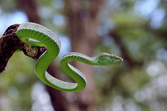 green snake in the tree
