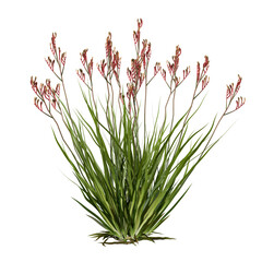 Free PNG 3d illustration of Anigozanthos tree frontal isolated transparent background perfectly cutout high resolution