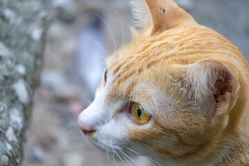 Orange Tabby Cat Portrait