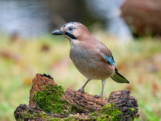 Eichelhäher (Garrulus glandarius)