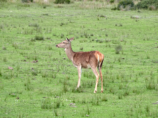 Doñana National Park. Ecosystems that host a unique biodiversity in Europe. The marsh stands out above all. It is one of the most important protected areas in Andalusia 