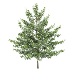 Free PNG 3d illustration of Nyssa sylvatica tree frontal isolated transparent background perfectly cutout high resolution
