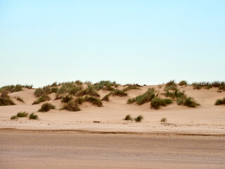 Doñana National Park. Ecosystems that host a unique biodiversity in Europe. The marsh stands out above all. It is one of the most important protected areas in Andalusia 