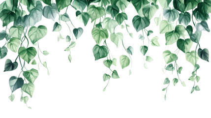 Ivy leaves hanging gracefully isolated transparent background