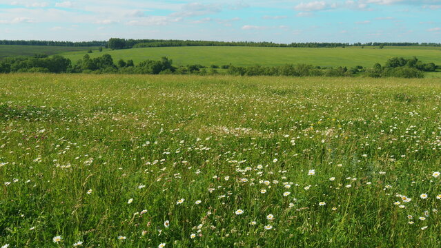 Chamomile Delicate White Flowers And Pink Clovers. Chamomile Flowers Field With Green Grass. Wild Chamomile And Clovers Flowers Growing On Meadow. European Meadows In Sunlight.