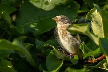 Closeup of a juvenile Goldfinch standing still in the middle of lush Apple tree leaves in rural Estonia, Northern Europe