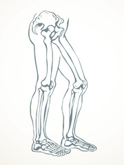 Vector drawing. Bones of the leg