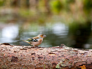 Buchfink (Fringilla coelebs)