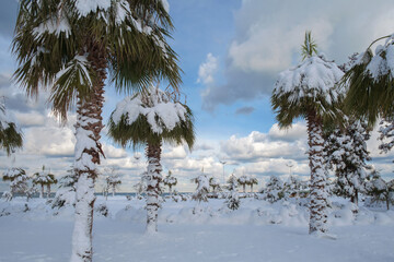 Snow covered palm trees in the park with cloudy sky background