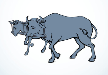 Vector drawing. Ox and donkey in one harness