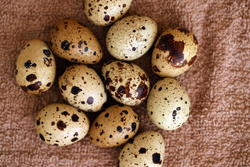 Obraz premium Few amount of quail eggs in small pile on brown towel background