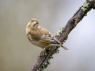 Grünfink (Chloris chloris)