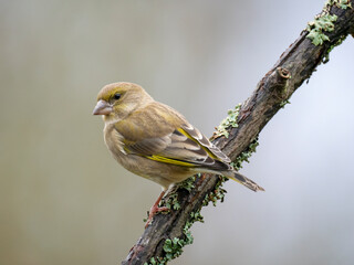 Grünfink (Chloris chloris)