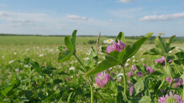 Pink Clover. Amazing Natural View. Beautiful Green Summer Meadow With Wild Flowers Used In Folk Medicine. Enjoying Daisies And Clovers. Pollen And Flowers.