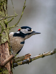 Buntspecht (Dendrocopos major) Männchen