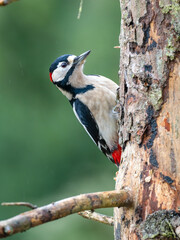 Fototapeta premium Buntspecht&nbsp;(Dendrocopos major) Männchen