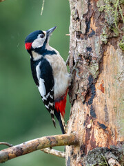 Buntspecht (Dendrocopos major) Männchen