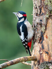 Buntspecht (Dendrocopos major) Männchen
