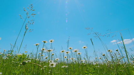 Midsummer. Summer Flowering Meadow With Chamomile, Clovers Flowers And Herbs. Spring Flowers And Biology Concept. Wild Clover And Other Wildflowers.