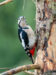 Buntspecht (Dendrocopos major) Männchen