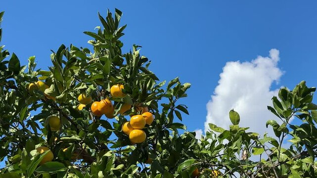 Mandarin orange tree with  tangerines ripe fruits in citrus orchard.