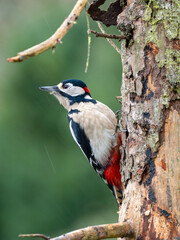 Buntspecht (Dendrocopos major) Männchen