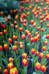 picture of tulip flower field	
