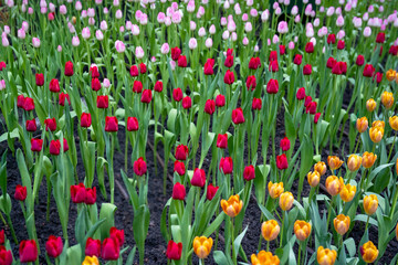 picture of tulip flower field	
