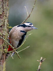 Buntspecht (Dendrocopos major) Männchen