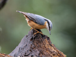 Kleiber (Sitta europaea)
