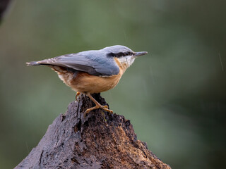 Kleiber (Sitta europaea)