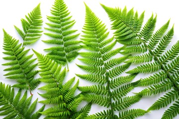 fern leaves