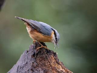 Kleiber (Sitta europaea)