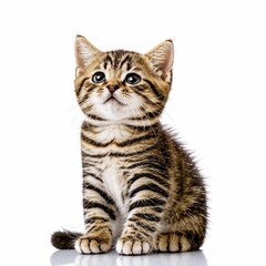 Tabby Scottish Fold kitten looking up isolated on white. Generated with AI.