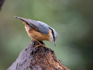 Kleiber (Sitta europaea)