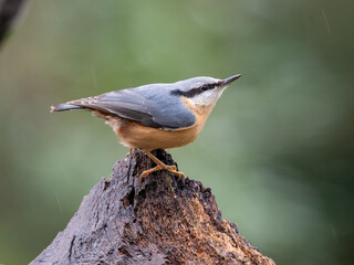 Kleiber (Sitta europaea)