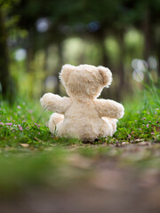 Teddy bear lost in woods