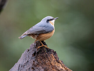 Kleiber (Sitta europaea)