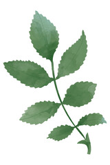 Green leaf sticker png botanical drawing clipart