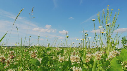 Chamomiles Summer Background. Wildflowers In Nature Spring. Green Meadow With Flowers Clovers, Chamomiles And Summer Grasses. Spring Flowers And Biology Concept.