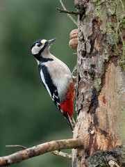 Buntspecht (Dendrocopos major) Männchen
