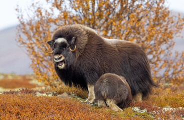 Musk oxen on Dovrefjell Norway