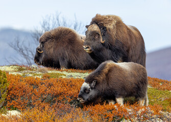 Musk oxen on Dovrefjell Norway