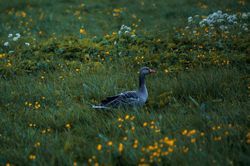 goose