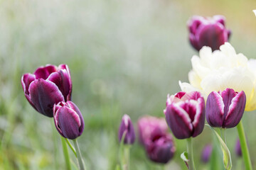 Obraz premium Dark burgundy purple tulip with white feathers on the edges. Jackpot