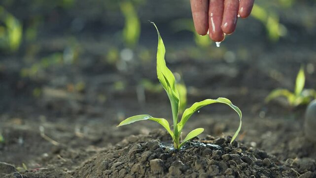 Farmer watering plant hand in soil. Close-up of hand watering small seedling in farming field. Growth and care concept in agriculture. Hand nurturing plant with water. Farming life watering plants