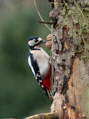 Buntspecht (Dendrocopos major) Männchen