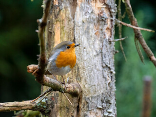 Fototapeta premium Rotkehlchen&nbsp;(Erithacus rubecula)