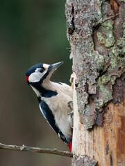 Naklejka premium Buntspecht&nbsp;(Dendrocopos major) Männchen